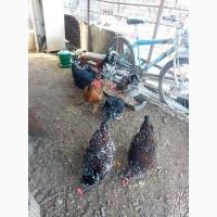 Инкубационное яйцо кур породы #ливенская ситцевая