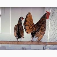 Сибрайт серебристого и золотистого окраса! Продаем Инкубационное яйцо