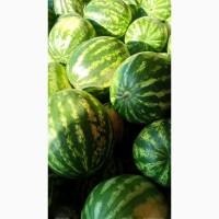 Продам арбуз оптом Сорт Продюсер