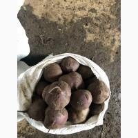 Продам свёклу