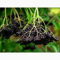 Куплю бузину свіжу