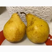 Продам грушу Ноябрська