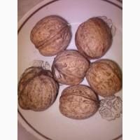 Продам каштан конский