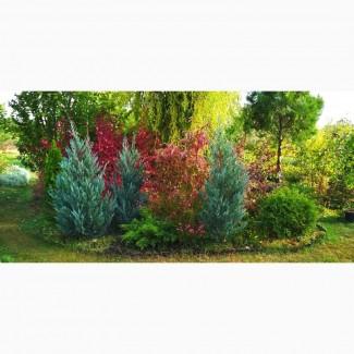 Можжевельник Мун Глоу