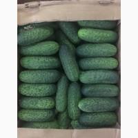 Продам Огурец для переработки