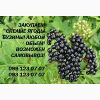 Закупаем спелые ягоды бузины! Любой объем