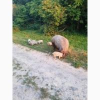 Поросята Венгерської пухової мангалиці