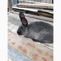 Продажа Кролів