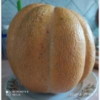 Дыня Эфиопка (семена 20 шт)