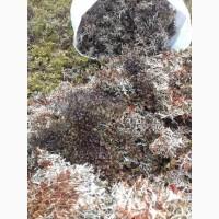 Ісландський мох з карпат