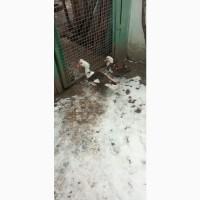 Продам 6 індокачок. Ціна договірна