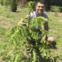 Саджанці волоського горіха, привиті, 1 та 3 та 4 річні, сорт Чернівецький 1 (Україна)