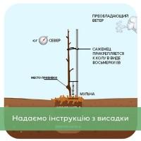 Саджанці волоського горіха, привиті, 1 та 3 та 4 річні, сорт Чернівецький 1 (Україна)