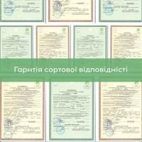 Саджанці волоського горіха, привиті, 1 та 3 та 4 річні, сорт Чернівецький 1 (Україна)