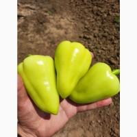 Продам перець