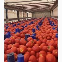 Продаю лук опт кенди медуза огурцы корнишон помидор бобкат хапинет слива и персик