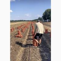 Продаю лук опт кенди медуза огурцы корнишон помидор бобкат хапинет слива и персик