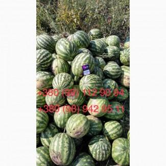 Продам Кавун 2- 4 кг опт 3 грн