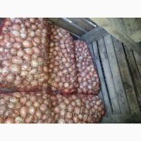 Продам мелкий Лук