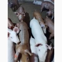 Продам поросят