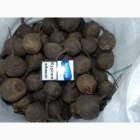 Продам буряк zippo