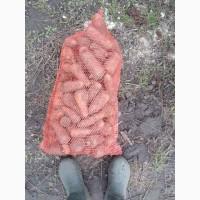 Продамо фуражну моркву, сорт Каскад