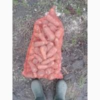 Продамо фуражну моркву, сорт Каскад