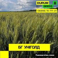 Насіння пшениці - БГ Флексадур 2С / Durum Seeds 2024 - Оригінатор Biogranum (Сербія)