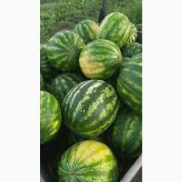 Продам кавун оптом з поля / холодильника