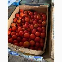 Продам помідор ЗЕЛЕНИЙ ТА ЧЕРВОНИЙ