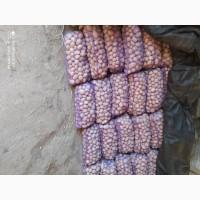 Продам картоплю сорт Берніна