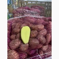 Продам картоплю