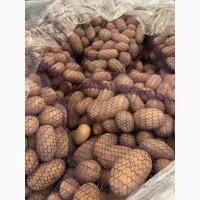 Продам картоплю