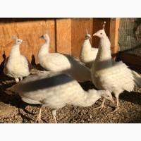 Продам павлинов, индийские, белые, черноплечии