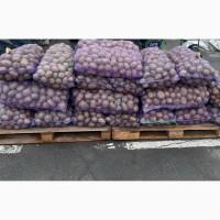 Продам картофель опт в Миколаїві