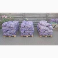 ПРОДАЮ ЧАСНИК повітряна бульбашка Любаша, Дюшес, Ірен СУПЕРЕЛІТА