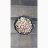 ПРОДАЮ ЧАСНИК повітряна бульбашка Любаша, Дюшес СУПЕРЕЛІТА