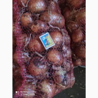 Продам цибулю