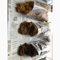 Продам Берлей, Дюбек, Вірджинія, Вірджинія ГОЛД, Золоте руно, Міленіум