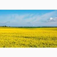 Компанія здійснює закупівлю ріпаку