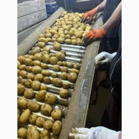 Куплю Молоду картоплю, урожай 2026