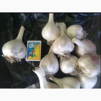 Продам часник Любаша 5