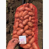 Продам красивый качественный розовый картофель