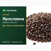 Насіння гречки Ярославна для посіву - еліта, РН-1