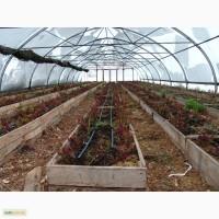 Продам теплиці оцинковані
