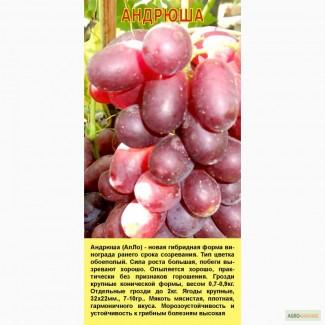 Саженцы винограда и розы