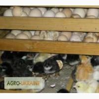 Продаем инкубаторы