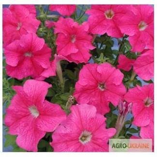 Продам семена петуния крупноцветковая Пршателстви F1