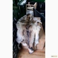 Шкура волка сезона 2016 2017