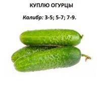 Куплю оптом огурцы для консервации